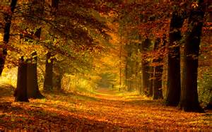autumn-path