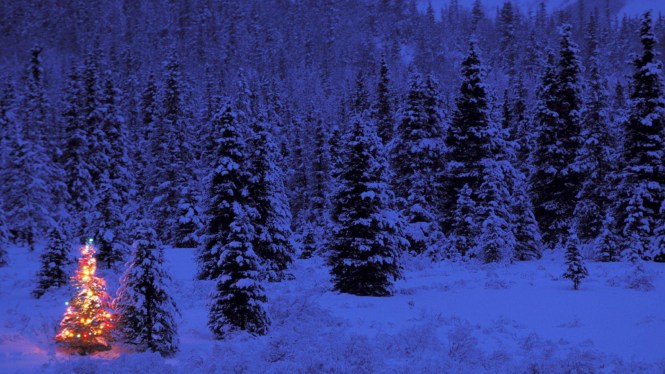 christmas-tree-wallpapers-hd-wallpaper